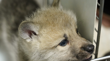 Clonan el primer lobo ártico del mundo