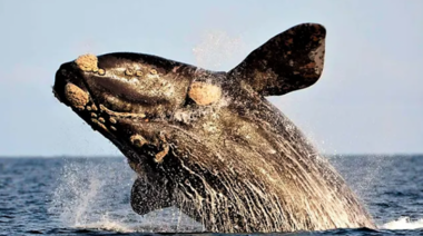 ¿Por qué el 25 de septiembre es el Día Nacional de la Ballena Franca Austral?