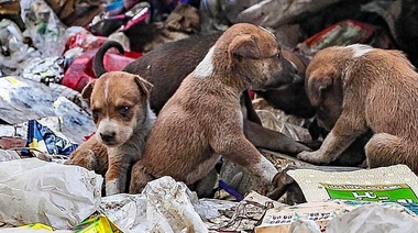 Hallan microplásticos en tejidos internos de perros y gatos