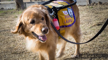 Entrega de perros lazarillos a personas no videntes