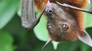 Los murciélagos son piezas importantes en el equilibrio ecosistémico