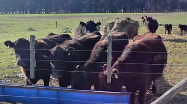 La nutrición es clave para mejorar la eficiencia reproductiva del ganado bovino