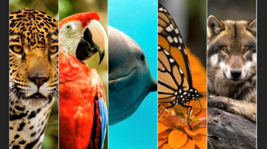 El mundo celebra el Día de los Animales