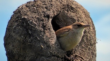 Argentina alberga a casi el 10% de las especies de aves del mundo