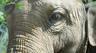 Murió Pocha, una de las elefantas recientemente trasladadas al Santuario de Brasil