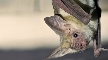 Buscan anticipar la transmisión de futuras infecciones de animales a humanos mediante inteligencia artificial