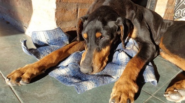 Describen las razas caninas con mayor y menor predisposición al hipotiroidismo