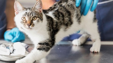 Analizan como afecta a los gatos el ruido ambiental durante la consulta veterinaria
