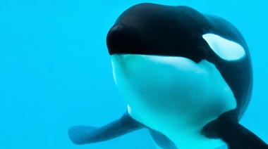 Buscan prohibir en Argentina los espectáculos con animales marinos en cautiverio