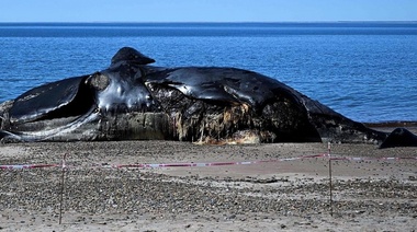 Confirman la causa de la muerte de las 30 ballenas en Península Valdés
