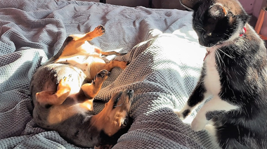 5 recomendaciones claves antes de viajar al exterior del país con un perro o gato