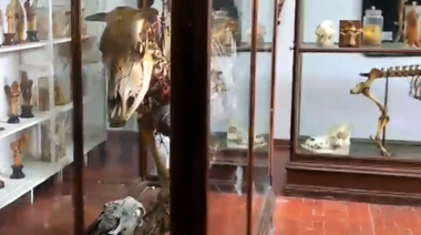 El Museo de Anatomía Veterinaria de la FCV de la UBA fue parte de "La Noche de los Museos"
