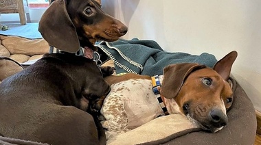 Chile: avanza el proyecto de ley que busca reconocer a los animales como "seres sintientes"