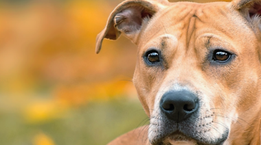 Uso de ONCOVET TL en perros con hiperadrenocorticismo