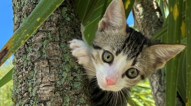 AECVA: Recomendaciones para favorecer la adopción respetuosa y responsable en gatos