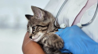 Nuevas Pautas Cat Friendly sobre los entornos veterinarios amigables y el manejo del paciente felino