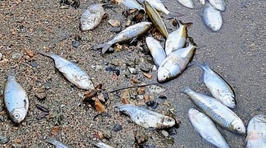 Dieron a conocer la causa de la muerte de cientos de peces en el embalse Los Molinos