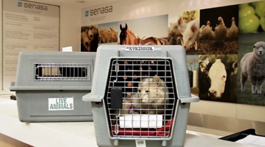 ¿Cómo cumplimentar con los requisitos sanitarios que exigen los países extranjeros para ingresar con perros o gatos?