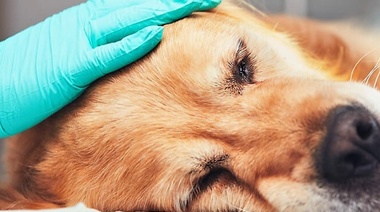 Nuevas directrices sobre reconocimiento, evaluación y tratamiento del dolor en animales de compañía