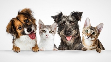 Chemovet recuerda que la diabetes es una creciente amenaza para la salud animal