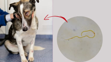 29 de Noviembre - Dirofilariosis como Enfermedad Zooonótica: Puntos Claves