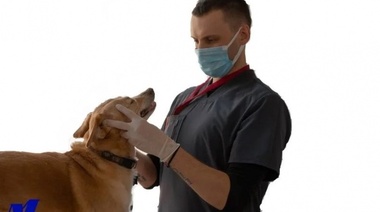 26 de Noviembre - Fundamentos para las Buenas Prácticas en Neurología Clínica