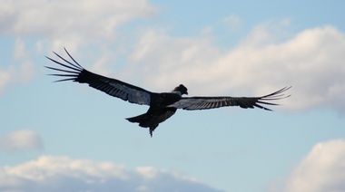 Estudian el impacto de las interacciones entre el ser humano y la fauna silvestre