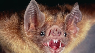 Rabia paresiante: continúan las tareas sanitarias en Formosa