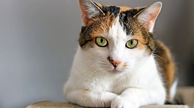 Identifican 30 géneros bacterianos básicos del microbioma de gatos sanos