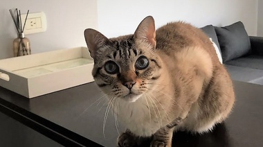 Evalúan la reacción de los gatos al llamado de sus dueños