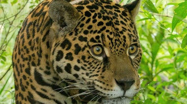 El yaguareté perdió el 95% de su área de distribución en Argentina