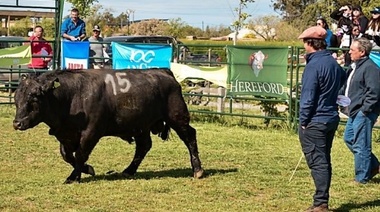 Dieron a conocer los resultados de la quinta Prueba Productiva de Toros Patagónicos