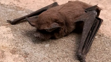 Detectan murciélago muerto con rabia en Tres Arroyos