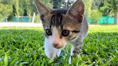 Factores ambientales de riesgo en cachorros y gatitos