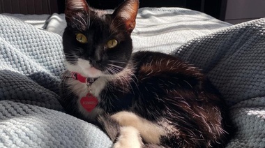 Aprueban el primer fármaco oral para gatos con diabetes