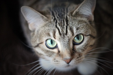 Nuevas directrices sobre manejo del dolor agudo en gatos