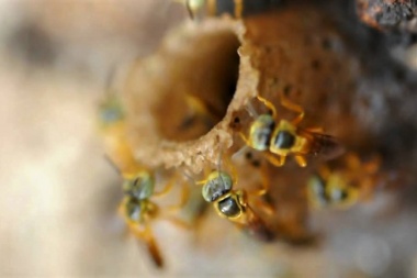 Yateí: la abeja nativa sin aguijón como opción para diversificar la producción de miel