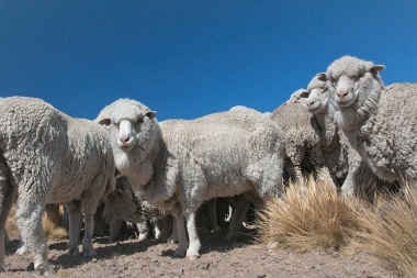 Medidas de bienestar para prevenir problemas en ovinos durante la esquila preparto