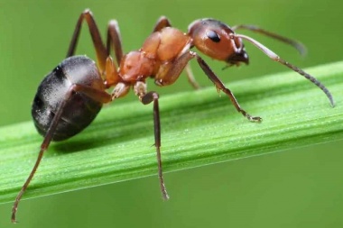 Calculan el número de hormigas que hay en la Tierra