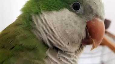 España invierte en estudios para controlar a las cotorras argentinas que son plaga en su territorio