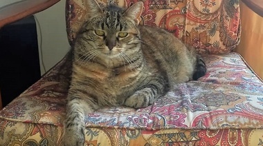 Directrices 2023 para el cuidado de perros y gatos de edad avanzada