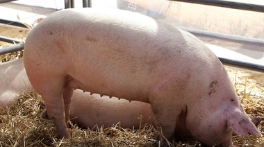 Triquinosis: ciclo de transmisión, prevención y notificación