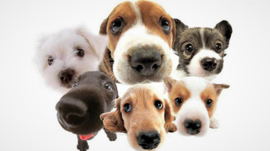 Científicos evaluaron distintas razas caninas y determinaron cual es la más inteligente