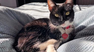 Hallazgos clínicos y clinicopatológicos en gatos con pancitopenia inducida por micotoxinas