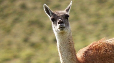 Mendoza: Los valores de las multas por ilícitos contra la fauna silvestre aumentaron 400%