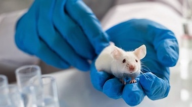 Declaración de la WVA sobre uso de animales de laboratorio en la investigación