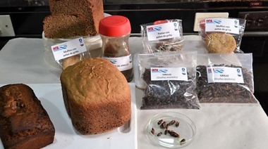 Elaboran prototipos alimenticios para humanos con polvo de insectos