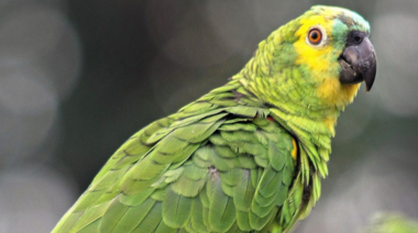 Psitacosis: Cuatro personas fueron internadas en la provincia de Santa Fe