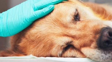 Factores que determinan la aparición de cáncer en perros