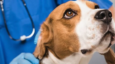 Día Mundial de la Dermatología Veterinaria